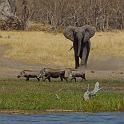 215 Linyanti, olifant jaagt wrattenzwijnen weg